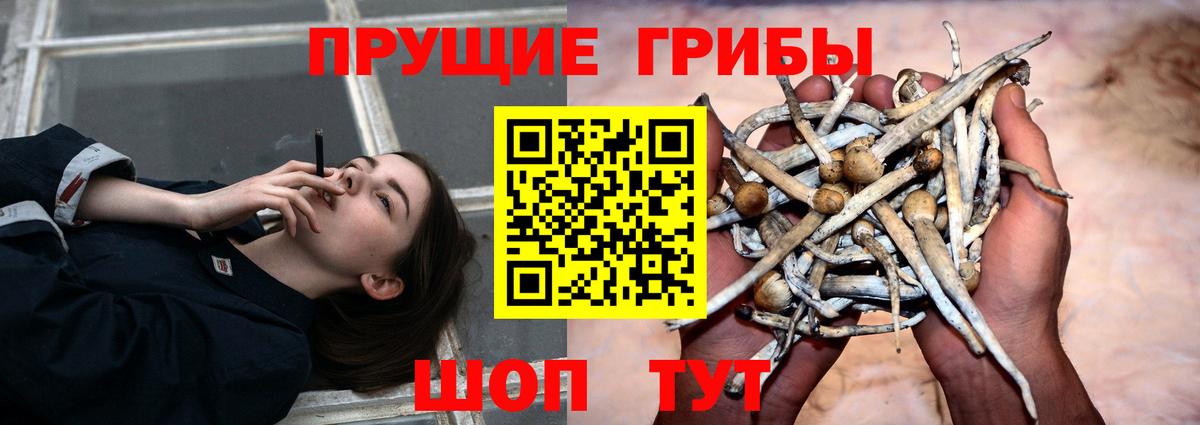 Кропоткин  Псилоцибиновые грибы Cubensis  Вход с VPN 